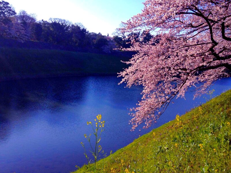 Cherry Blossom Tree — Pink, Serene, Spring, Photograph, River, Grass