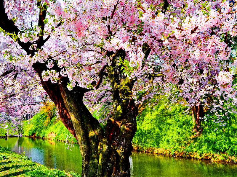Cherry Blossom Tree — Pink, Serene, Spring, Photograph, River