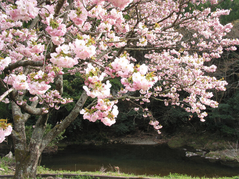 Cherry Blossom Tree — Pink, Serene, Spring, Photograph, River, Trees, Blossoms