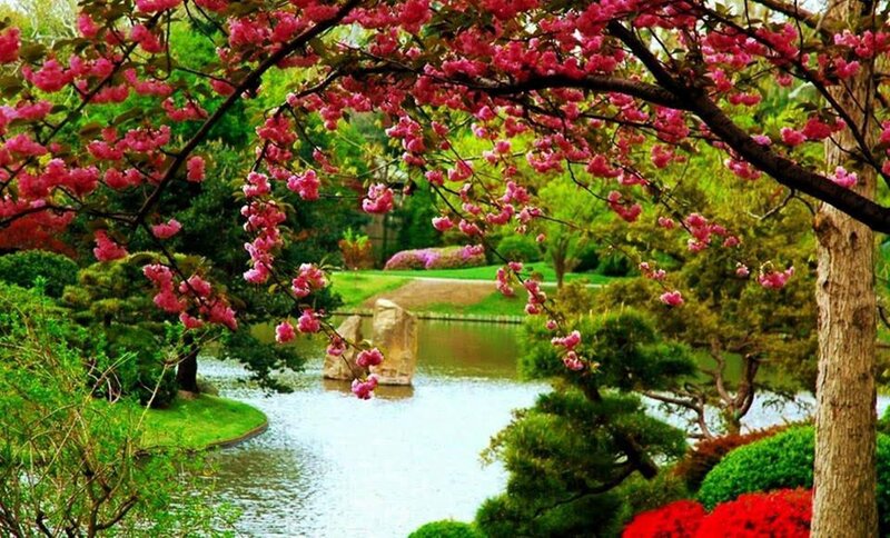 Cherry Blossom Tree — Pink, Serene, Spring, Photograph, River, Trees