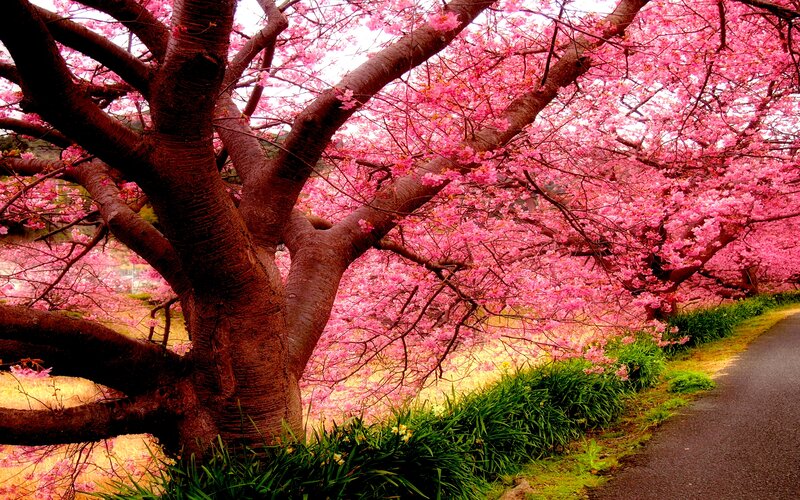 Cherry Blossom Tree — Pink, Serene, Spring, Photograph, Road, Grass