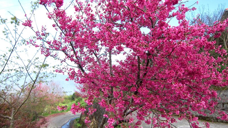 Cherry Blossom Tree — Pink, Serene, Spring, Photograph, Road