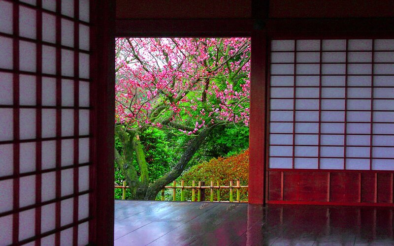 Cherry Blossom Tree — Pink, Serene, Spring, Photograph, Sakura