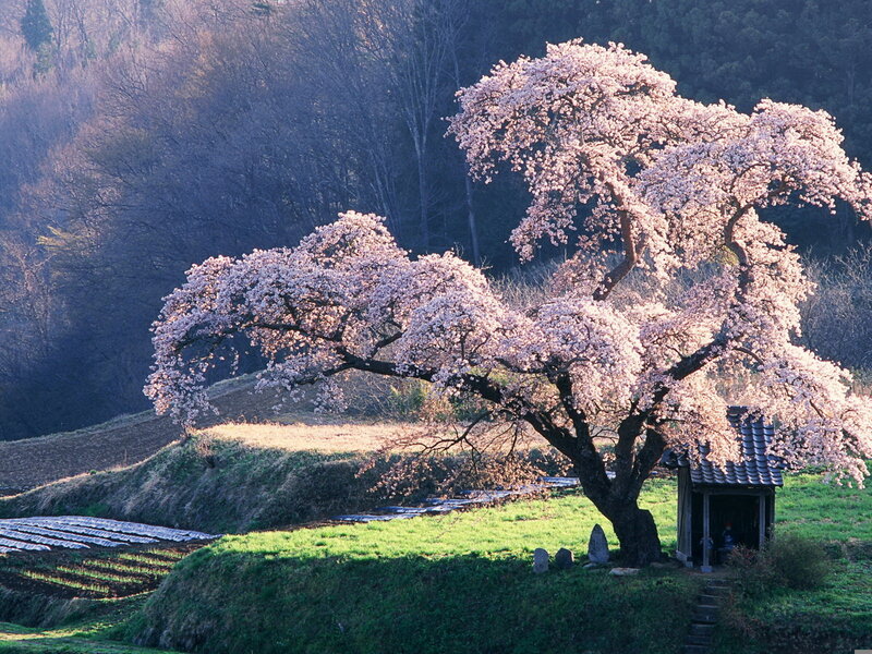 Cherry Blossom Tree — Pink, Serene, Spring, Photograph, Shrine, Field
