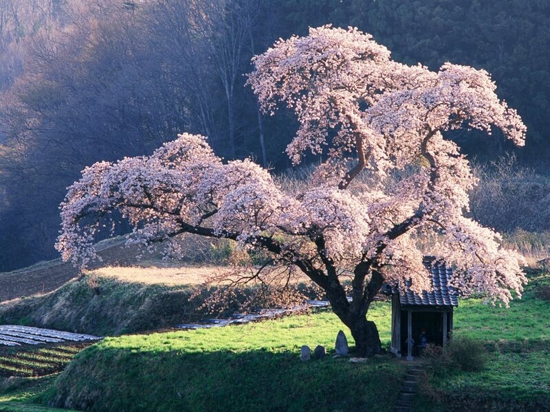 Cherry Blossom Tree — Pink, Serene, Spring, Photograph, Shrine