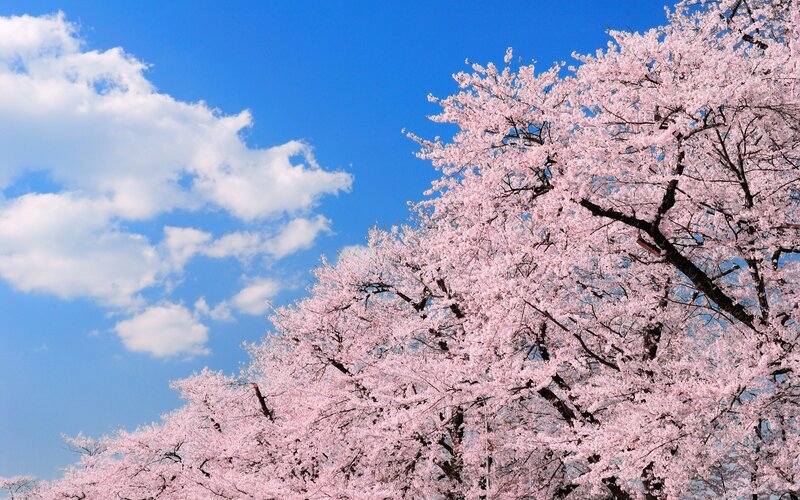 Cherry Blossom Tree — Pink, Serene, Spring, Photograph, Sky, Clouds