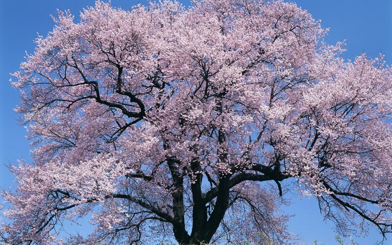 Cherry Blossom Tree — Pink, Serene, Spring, Photograph, Sky