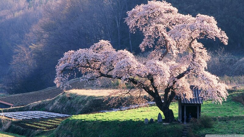 Cherry Blossom Tree — Pink, Serene, Spring, Photograph, Small Hut