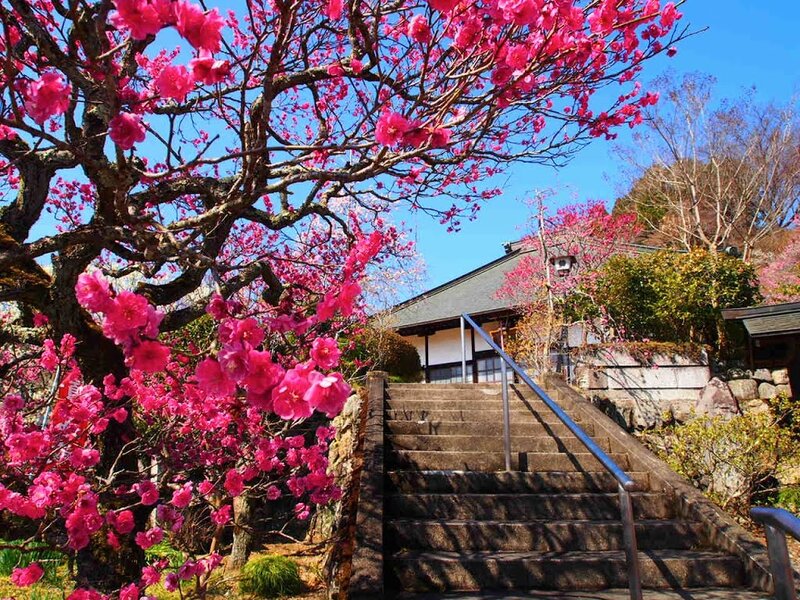 Cherry Blossom Tree — Pink, Serene, Spring, Photograph, Stairs
