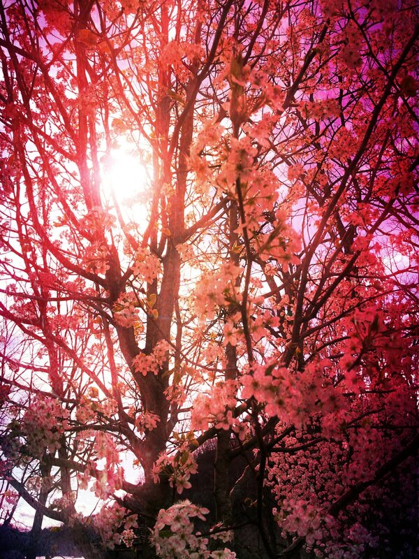 Cherry Blossom Tree — Pink, Serene, Spring, Photograph, Sunlight, Branches