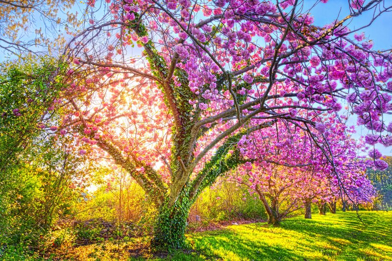 Cherry Blossom Tree — Pink, Serene, Spring, Photograph, Sunlight, Grass