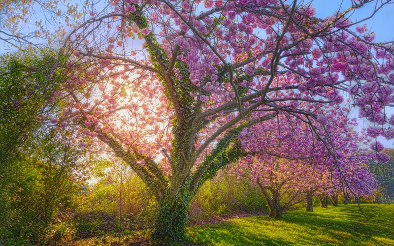 Cherry Blossom Tree — Pink, Serene, Spring, Photograph, Sunlight, Grass, Trees