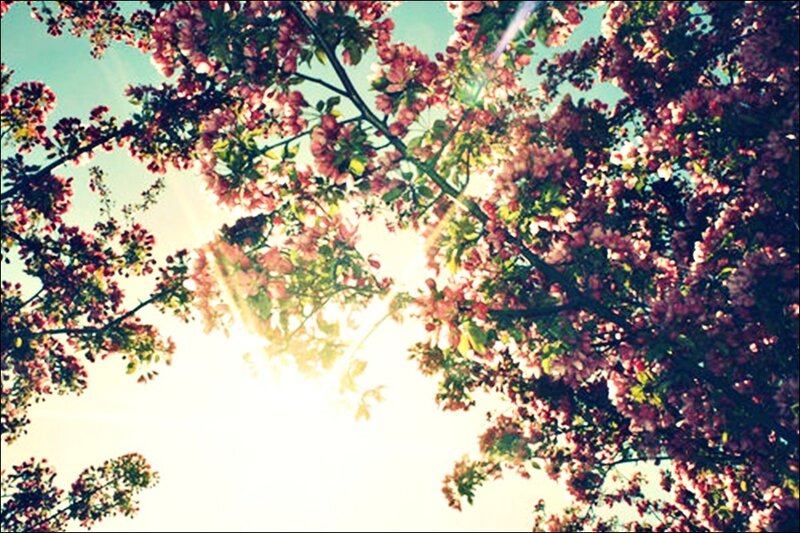 Cherry Blossom Tree — Pink, Serene, Spring, Photograph, Sunlight