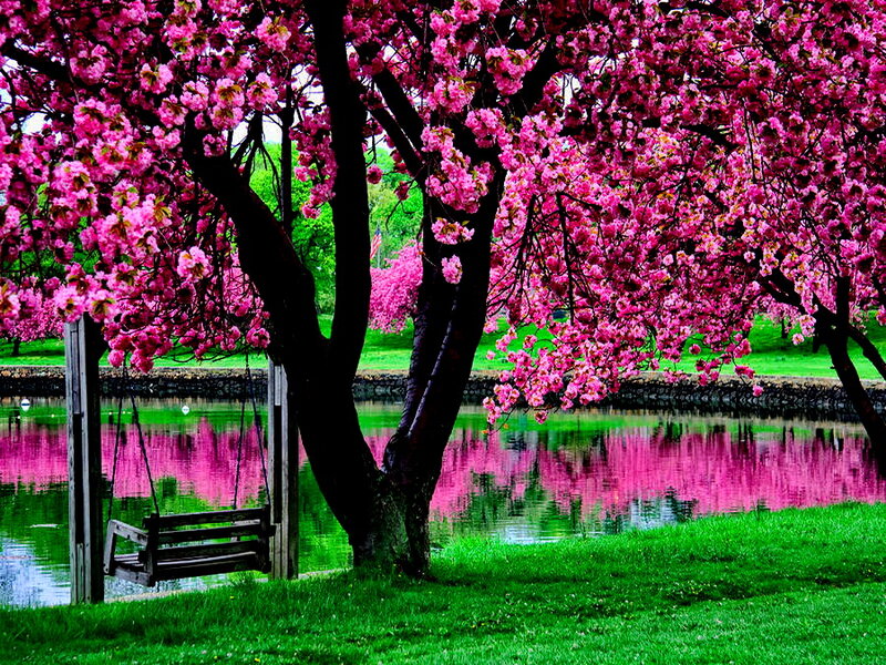 Cherry Blossom Tree — Pink, Serene, Spring, Photograph, Swing, Pond