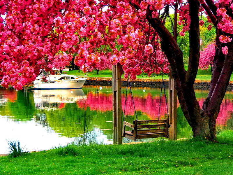 Cherry Blossom Tree — Pink, Serene, Spring, Photograph, Swing