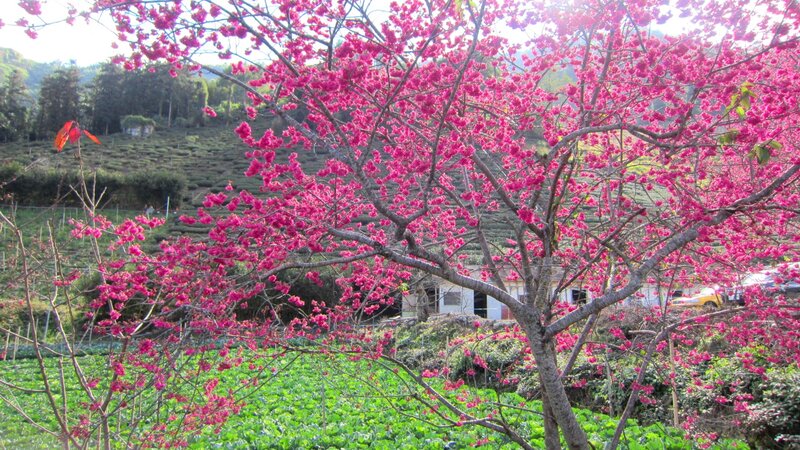 Cherry Blossom Tree — Pink, Serene, Spring, Photograph, Tea Fields