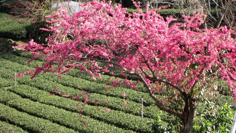 Cherry Blossom Tree — Pink, Serene, Spring, Photograph, Tea Fields, Trees