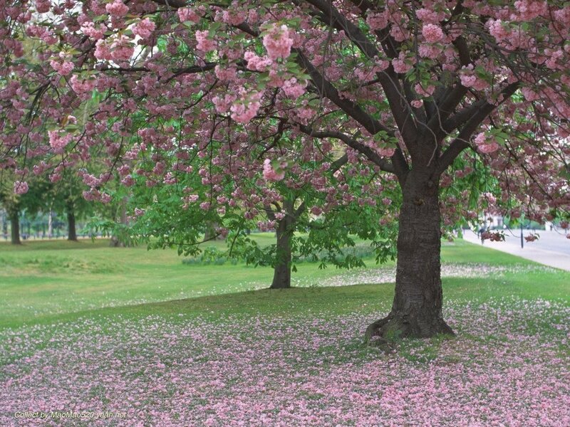 Cherry Blossom Tree — Pink, Serene, Spring, Photograph