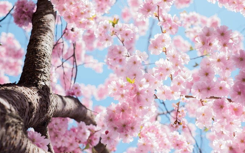 Cherry Blossom Tree — Pink, Serene, Spring, Photograph, Tree Trunk, Sky