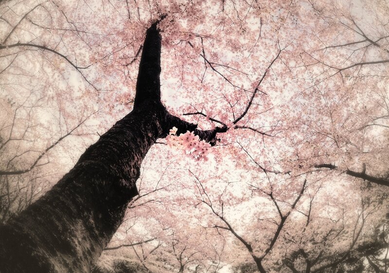 Cherry Blossom Tree — Pink, Serene, Spring, Photograph, Tree Trunk
