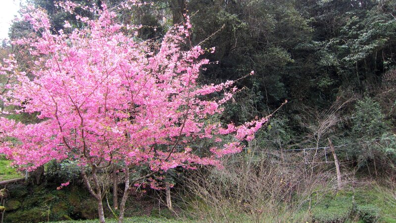 Cherry Blossom Tree — Pink, Serene, Spring, Photograph, Trees, Forest