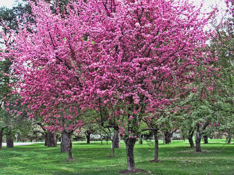 Cherry Blossom Tree — Pink, Serene, Spring, Photograph, Trees, Grass, Park