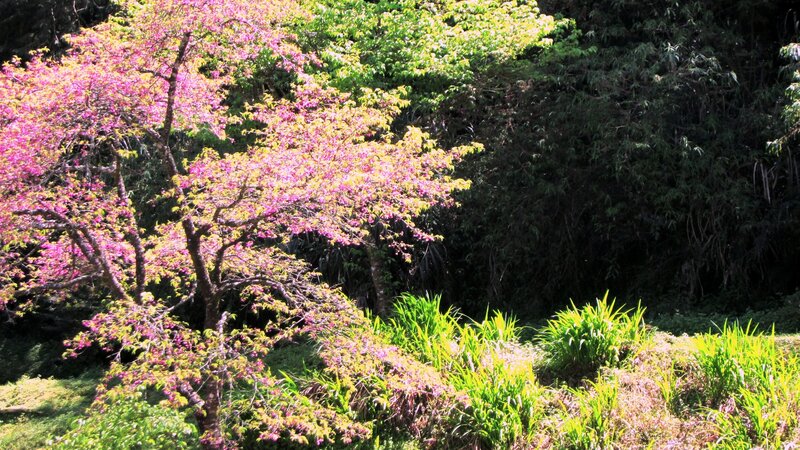 Cherry Blossom Tree — Pink, Serene, Spring, Photograph, Trees, Grass