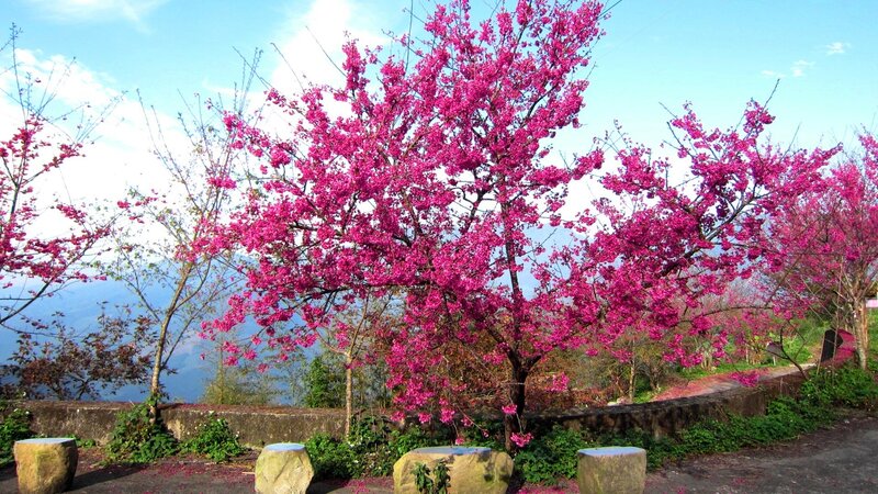 Cherry Blossom Tree — Pink, Serene, Spring, Photograph, Trees, Mountains
