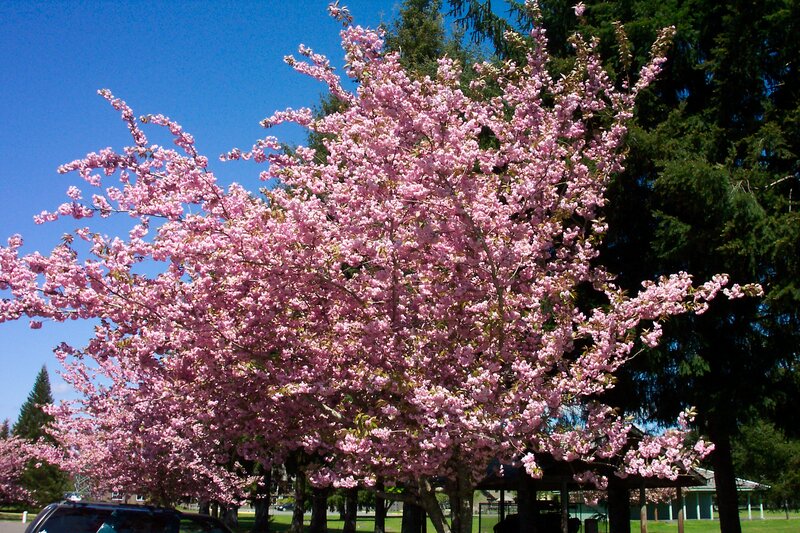 Cherry Blossom Tree — Pink, Serene, Spring, Photograph, Trees