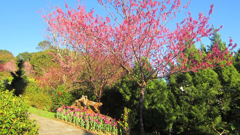 Cherry Blossom Tree — Pink, Serene, Spring, Photograph, Tulips