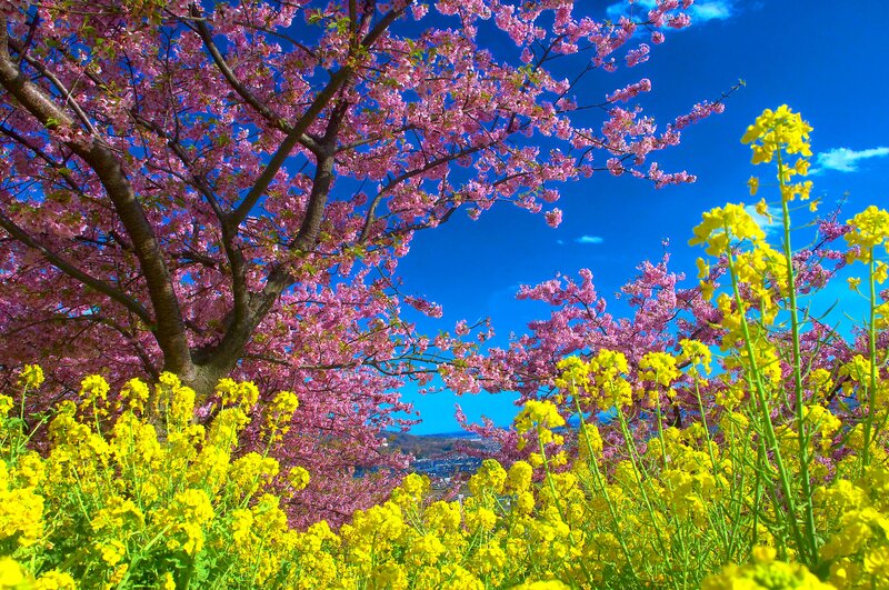 Cherry Blossom Tree — Pink, Serene, Spring, Photograph, Yellow Flowers, Blue Sky