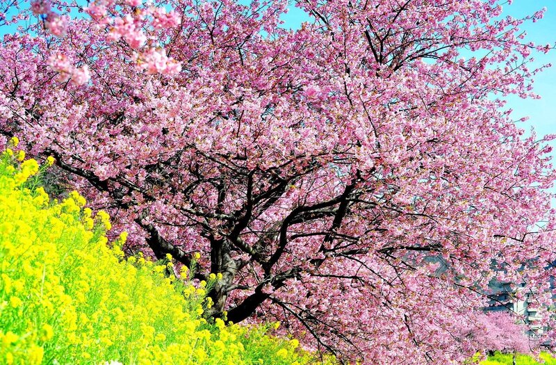 Cherry Blossom Tree — Pink, Serene, Spring, Photograph, Yellow Flowers, Blue Sky, Tree Trunk