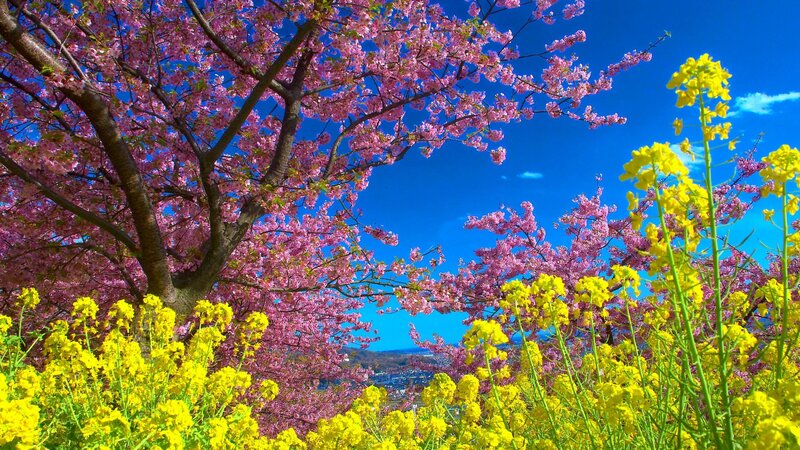 Cherry Blossom Tree — Pink, Serene, Spring, Photograph, Yellow Flowers, Blue Sky, Trees