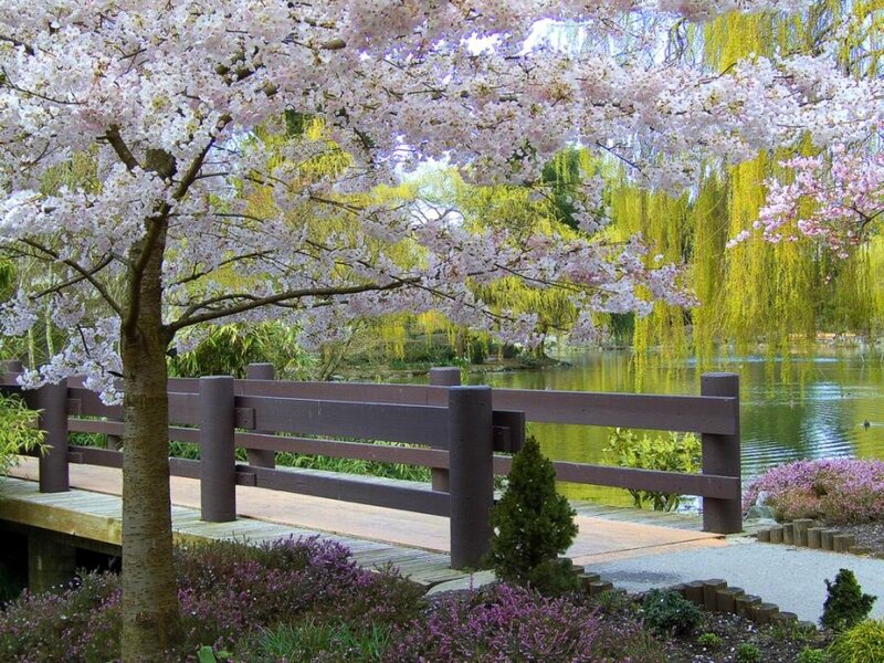 Cherry Blossom Tree — Pink, Serene, Spring