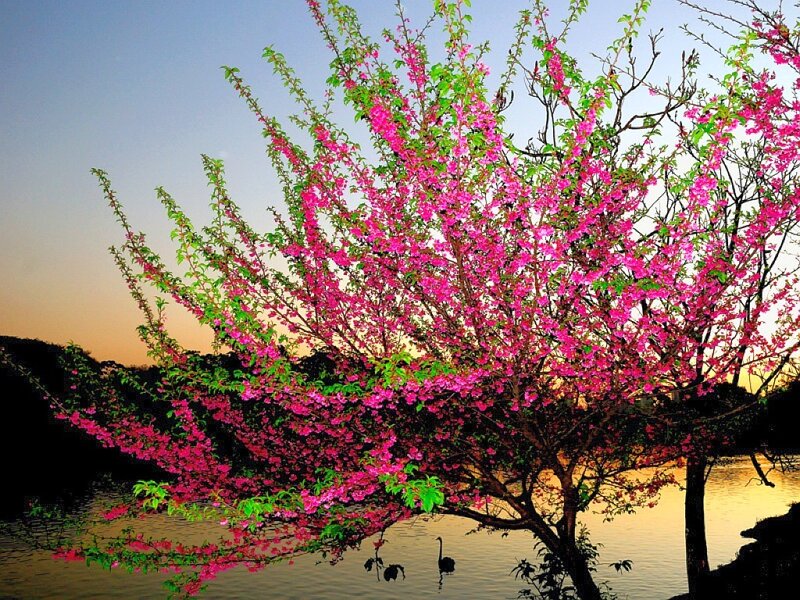 Cherry Blossom Tree — Pink, Serene, Sunset, Photograph, Lake