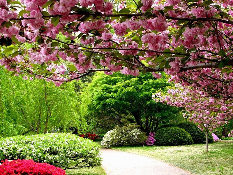 Cherry Blossom Tree — Pink, Serene