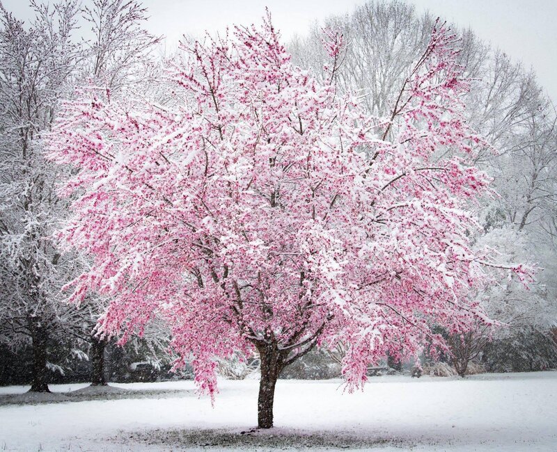 Cherry Blossom Tree — Pink, Serene, Winter