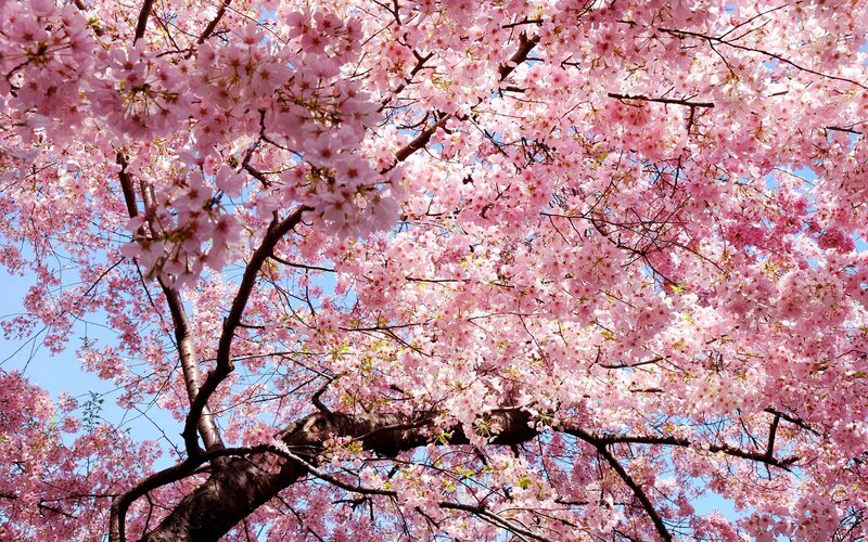 Cherry Blossom Tree — Pink, Sky