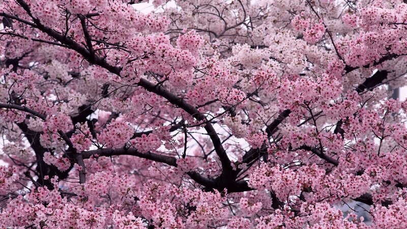 Cherry Blossom Tree — Pink, Spring