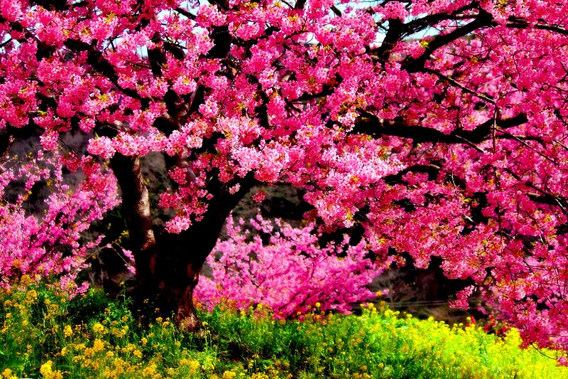 Cherry Blossom Tree — Pink, Vibrant, Spring, Photograph