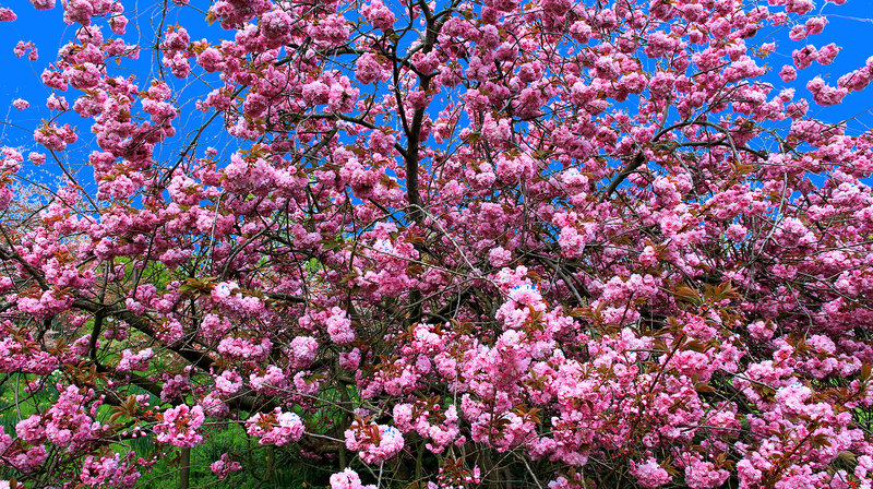 Cherry Blossom Tree — Pink, Vibrant, Spring