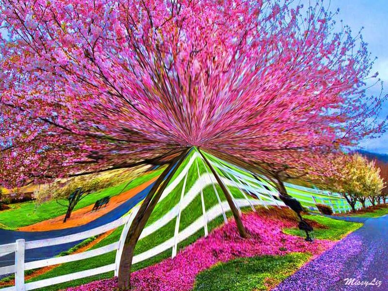 Cherry Blossom Tree — Pink, Vibrant
