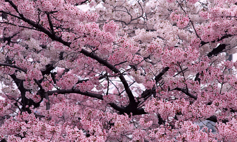 Cherry Blossom Tree — Pink, White