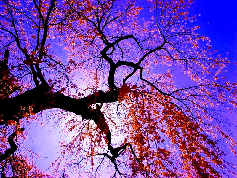 Cherry Blossom Tree — Purple, Dramatic, Spring