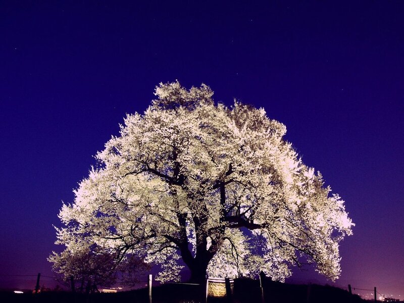 Cherry Blossom Tree — Purple, Serene, Night