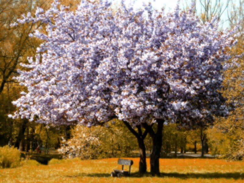 Cherry Blossom Tree — Purple, Serene, Spring, Photograph, Bench
