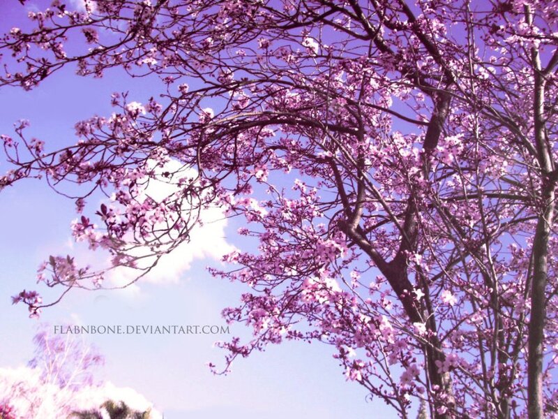 Cherry Blossom Tree — Purple, Serene, Spring, Photograph, Branches