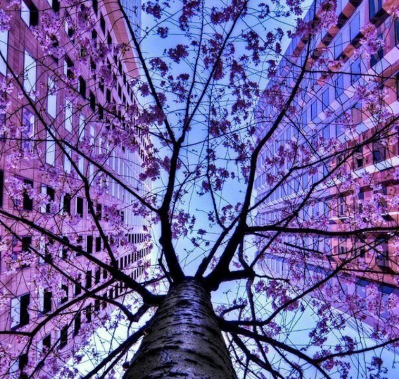 Cherry Blossom Tree — Purple, Serene, Spring, Photograph, Building