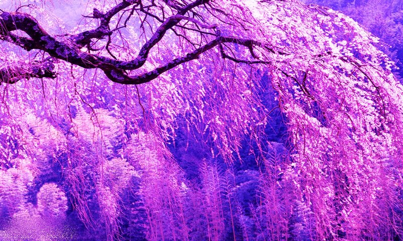 Cherry Blossom Tree — Purple, Serene, Spring, Photograph, Flowers