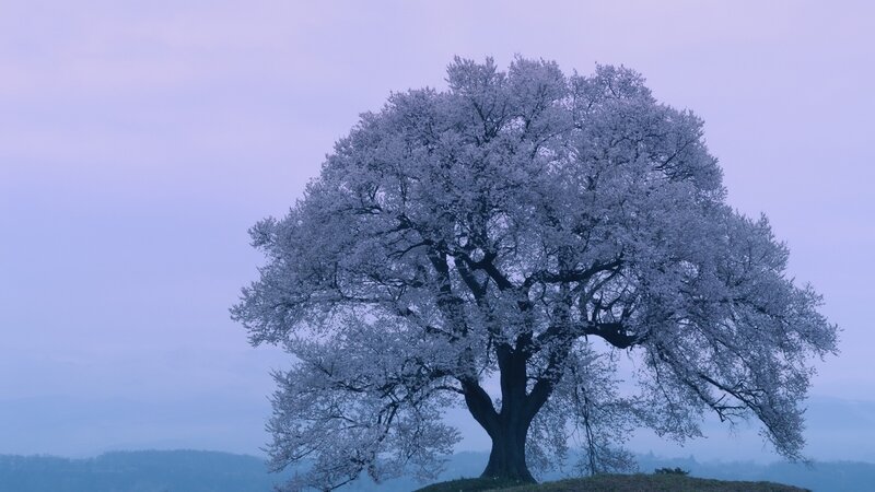 Cherry Blossom Tree — Purple, Serene, Spring, Photograph, Hill